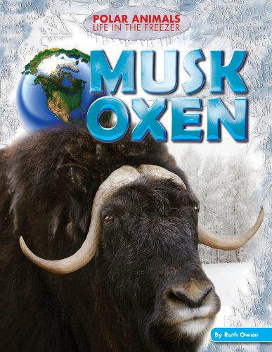 Musk oxen