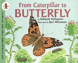 From Caterpillar to Butterfly Interactive Media Kit