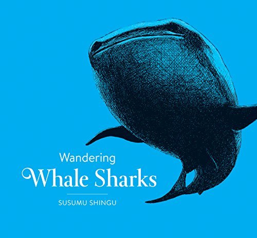 Wandering whale sharks