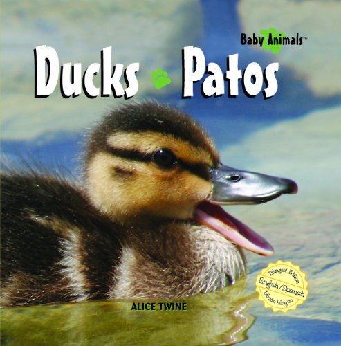 Ducks  : Patos