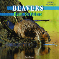 Beavers : dam builders.