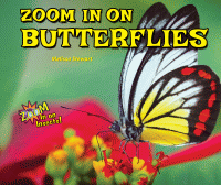 Zoom in on butterflies