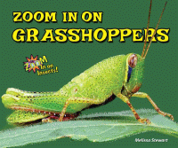 Zoom in on grasshoppers