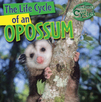 The life cycle of an opossum