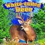 White-tailed deer