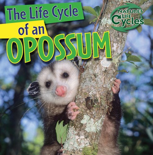 The life cycle of an opossum