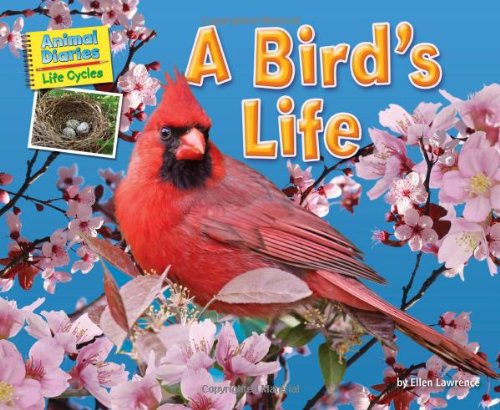 A bird's life