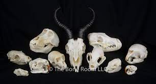 Animal: skulls