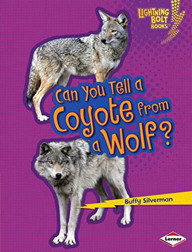 Can you tell a coyote from a wolf?