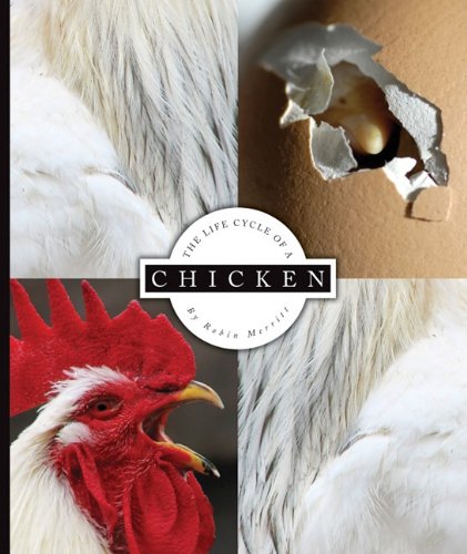 The life cycle of a chicken