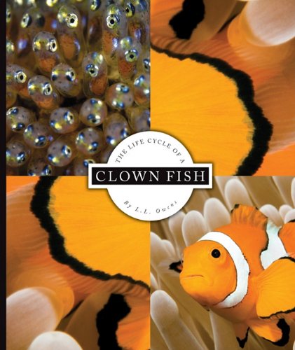 The life cycle of a clown fish