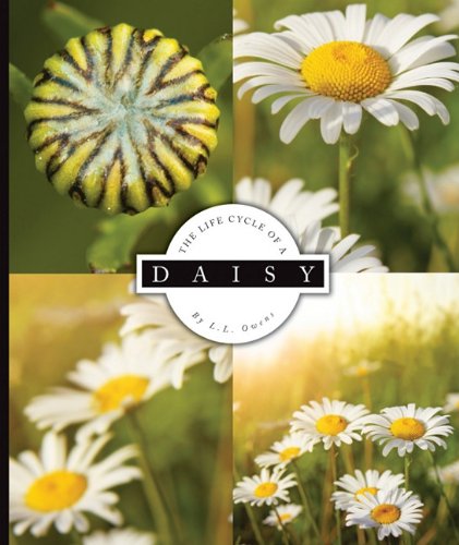 The life cycle of a daisy