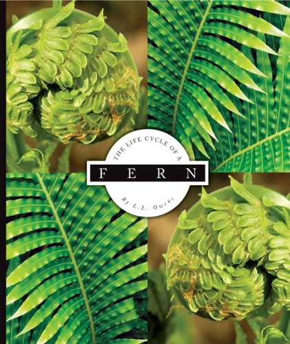 The life cycle of a fern