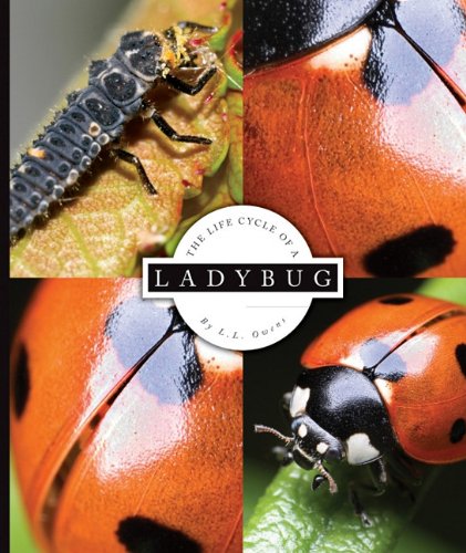 The life cycle of a ladybug