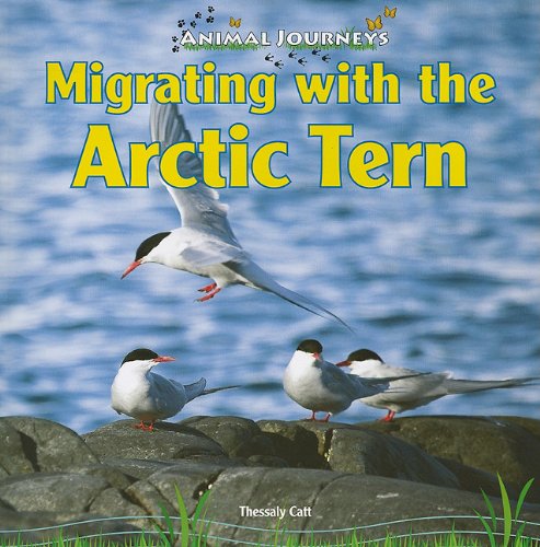 Migrating with the Arctic tern