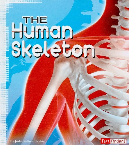 The human skeleton