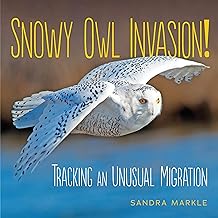 Snowy owl invasion : tracking an unusual migration