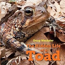 The hidden life of a toad