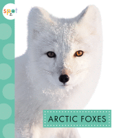 Arctic foxes