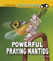 Powerful praying mantids