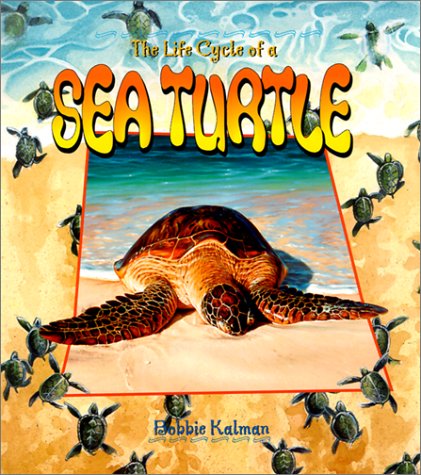 The life cycle of a sea turtle