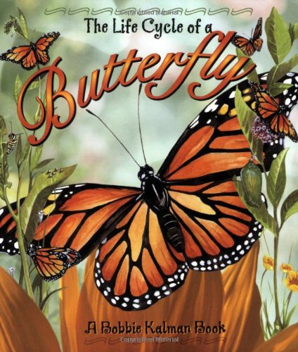 The life cycle of a butterfly