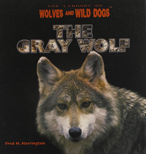 The gray wolf