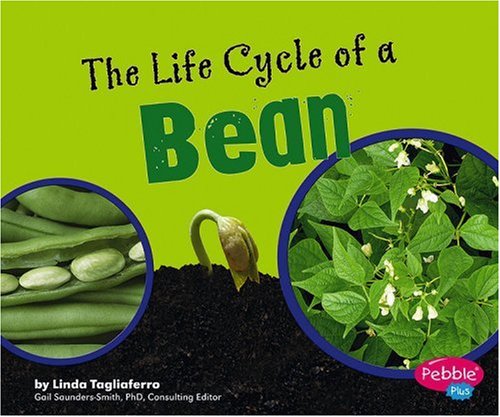 The life cycle of a bean