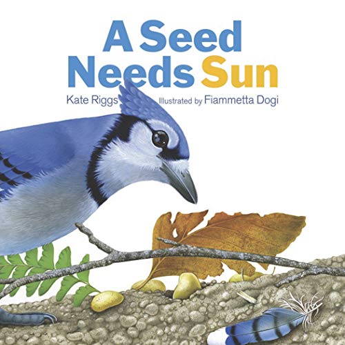 A seed needs sun